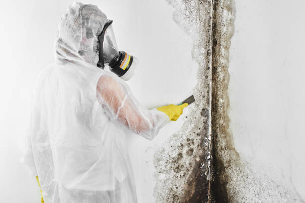 Best Health and Safety Mold Remediation in South Park, WY