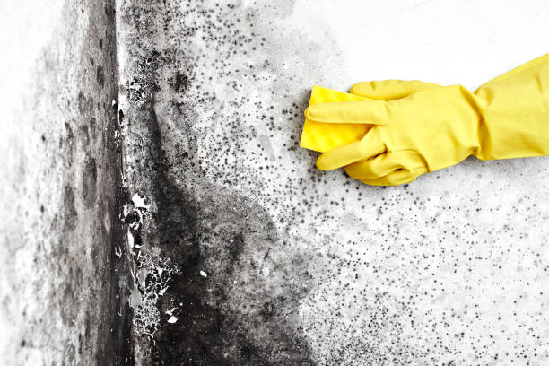 Reliable South Park, WY Mold Remediation Solutions