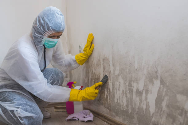 Best HVAC Mold Remediation in South Park, WY