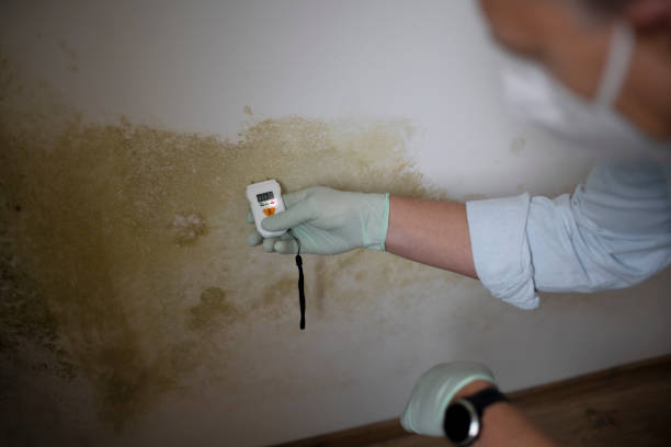 Best Post-Flood Mold Remediation in South Park, WY