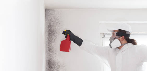South Park, WY Mold Remediation Company