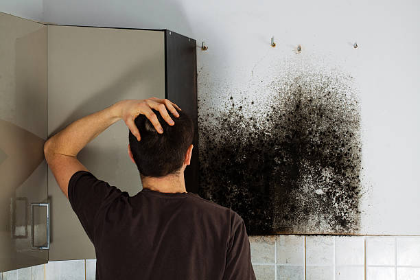 Best Commercial Mold Remediation in South Park, WY