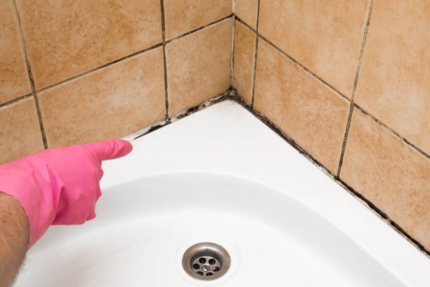 Best Preventive Mold Services in South Park, WY